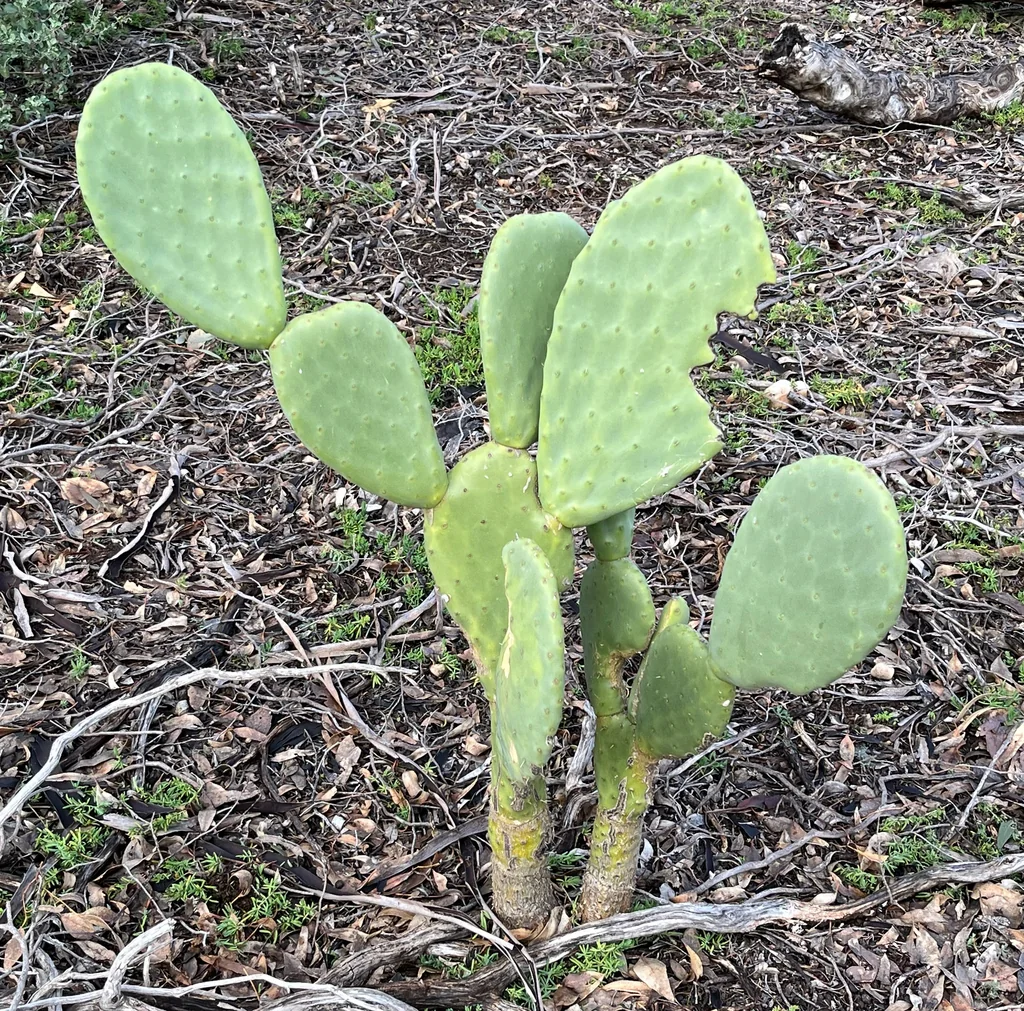 Opuntia Paraguayensis