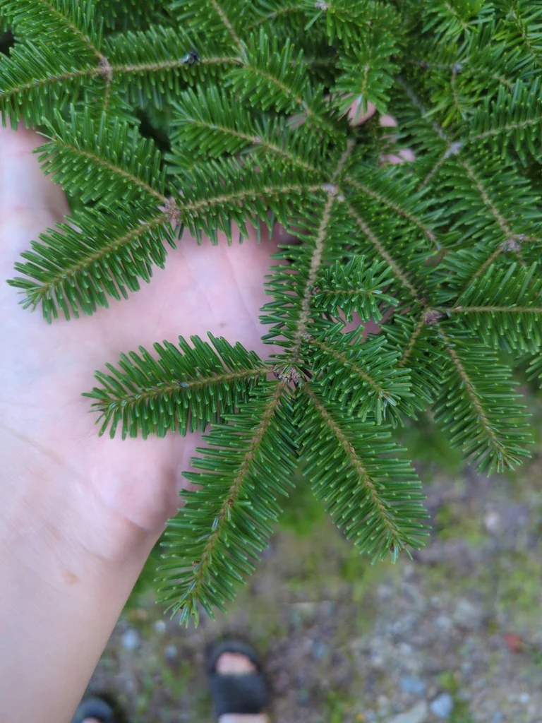 Abies Balsamea