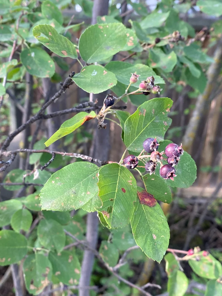 Amelanchier Alnifolia