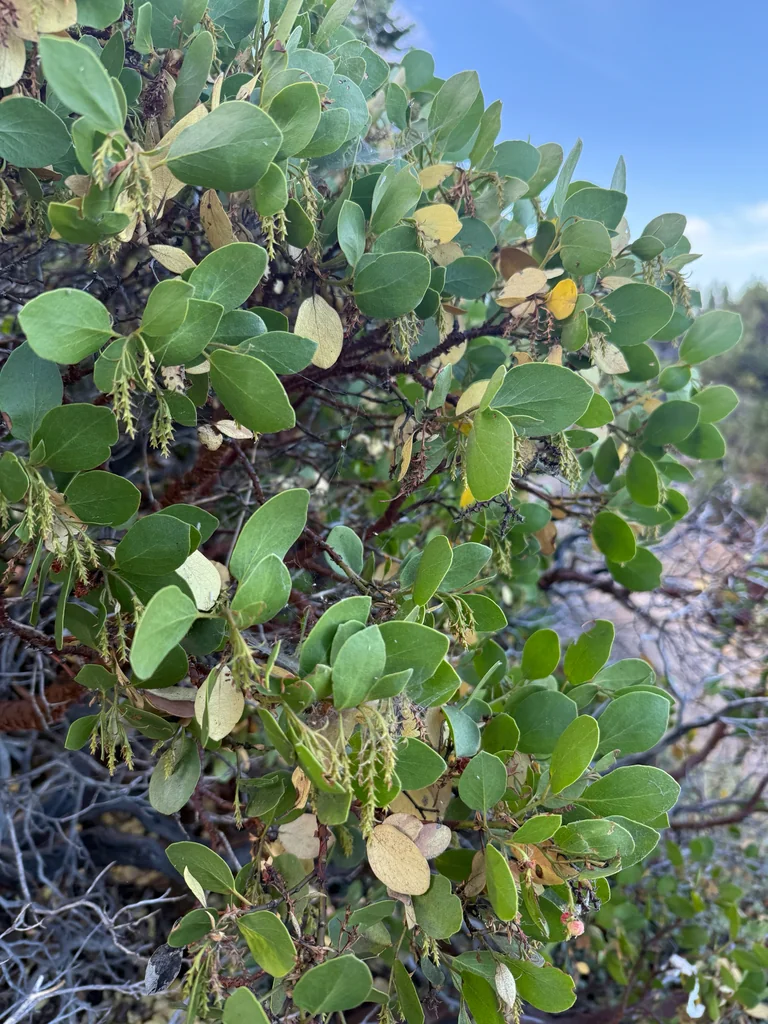 Arctostaphylos Patula