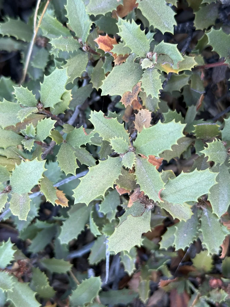 Ceanothus Prostratus