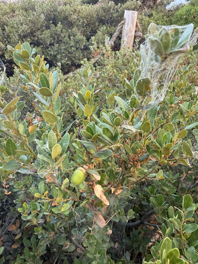 Quercus Vaccinifolia
