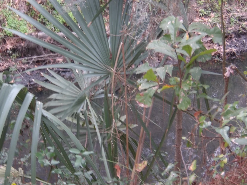 Sabal Minor