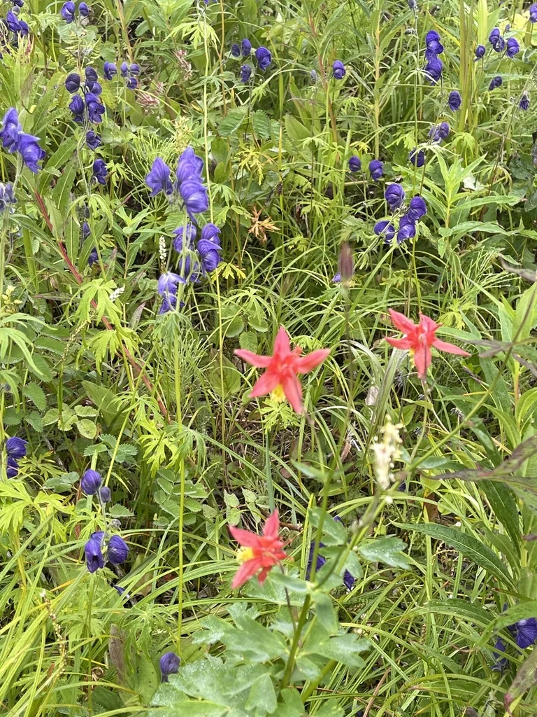 Aquilegia Formosa