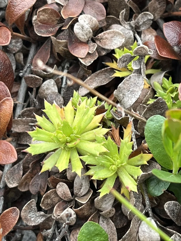Saxifraga Tricuspidata