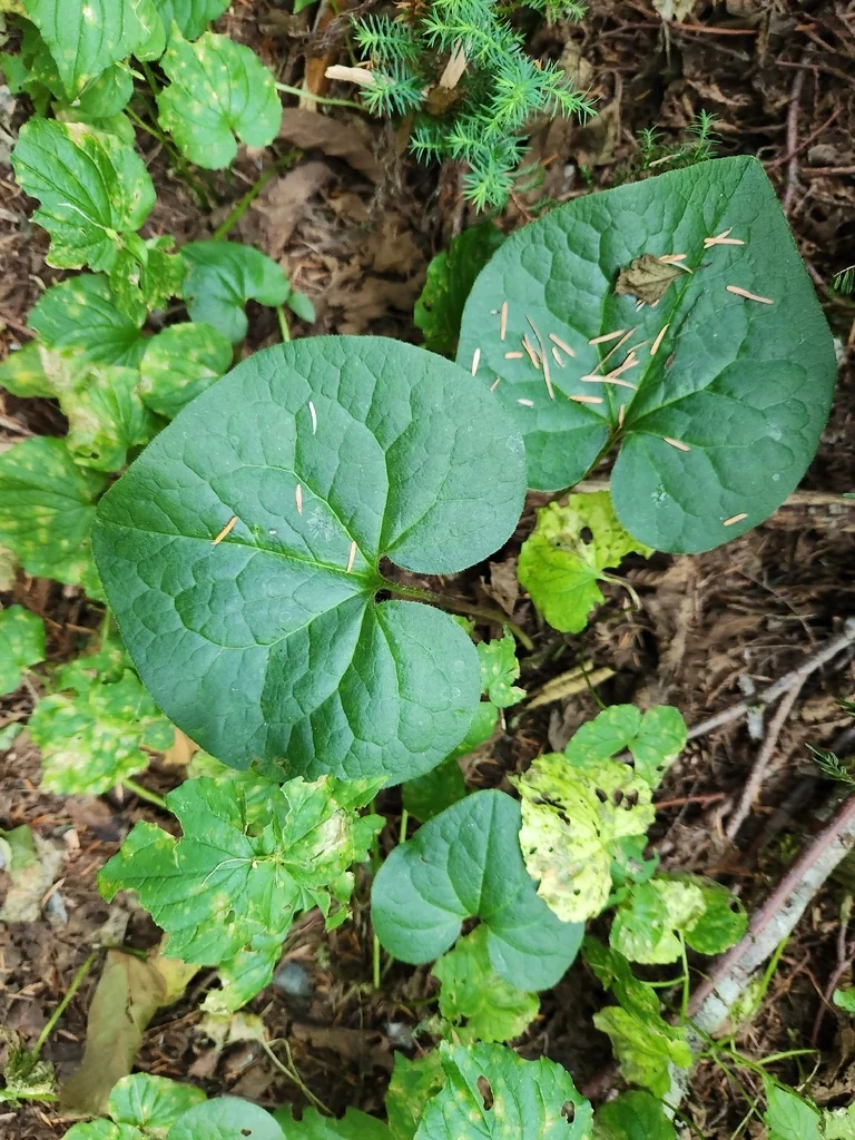 Asarum Caudatum