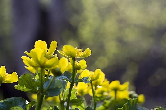 Caltha Palustris