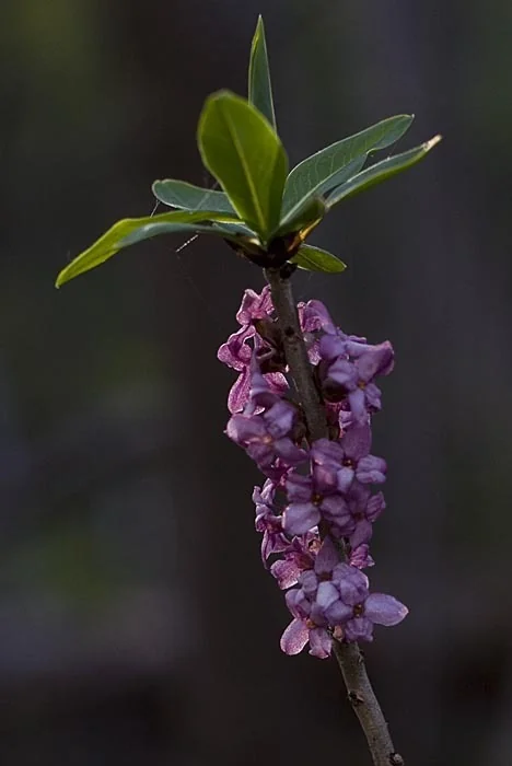 Daphne Mezereum