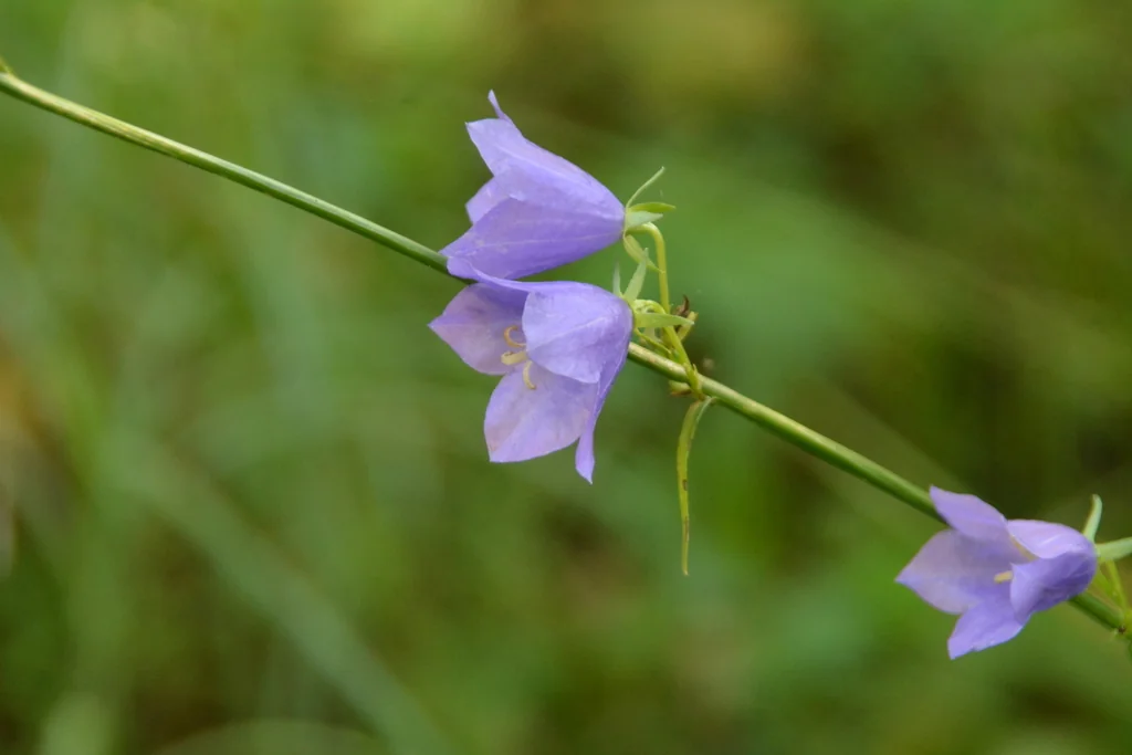 Campanula Persicifolia