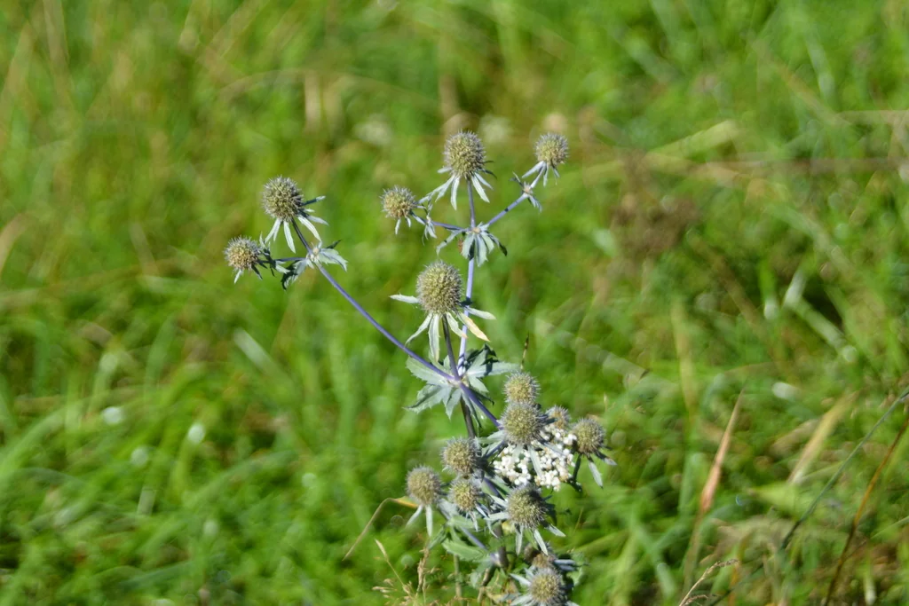 Eryngium Planum