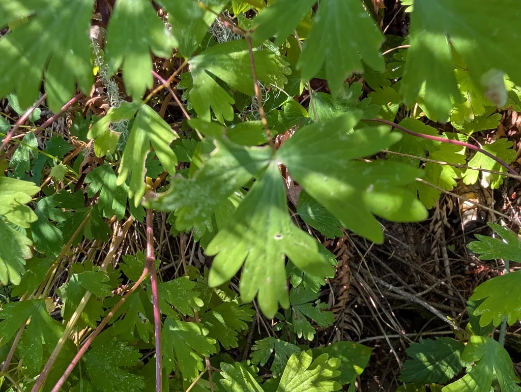 Aquilegia Formosa