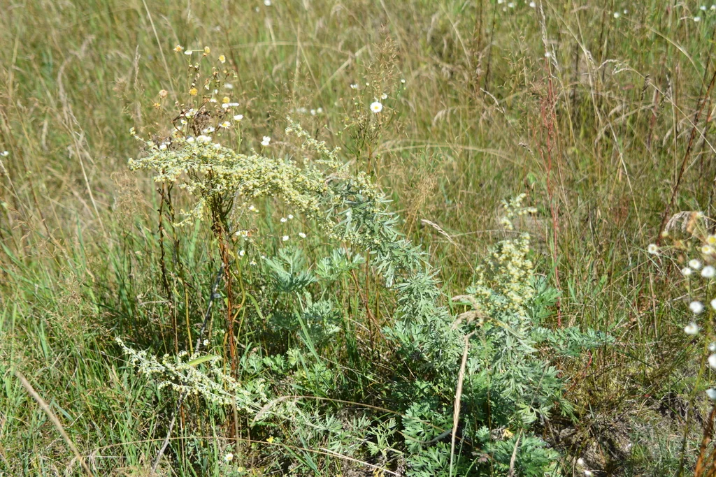 Artemisia Absinthium