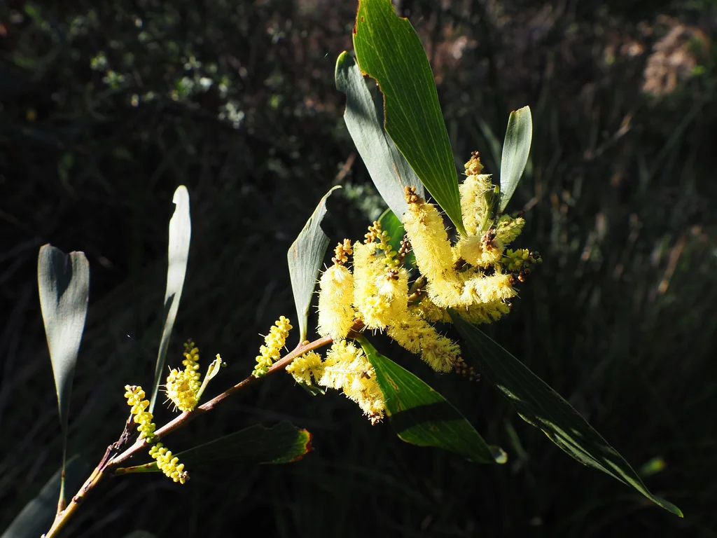 Acacia Longifolia