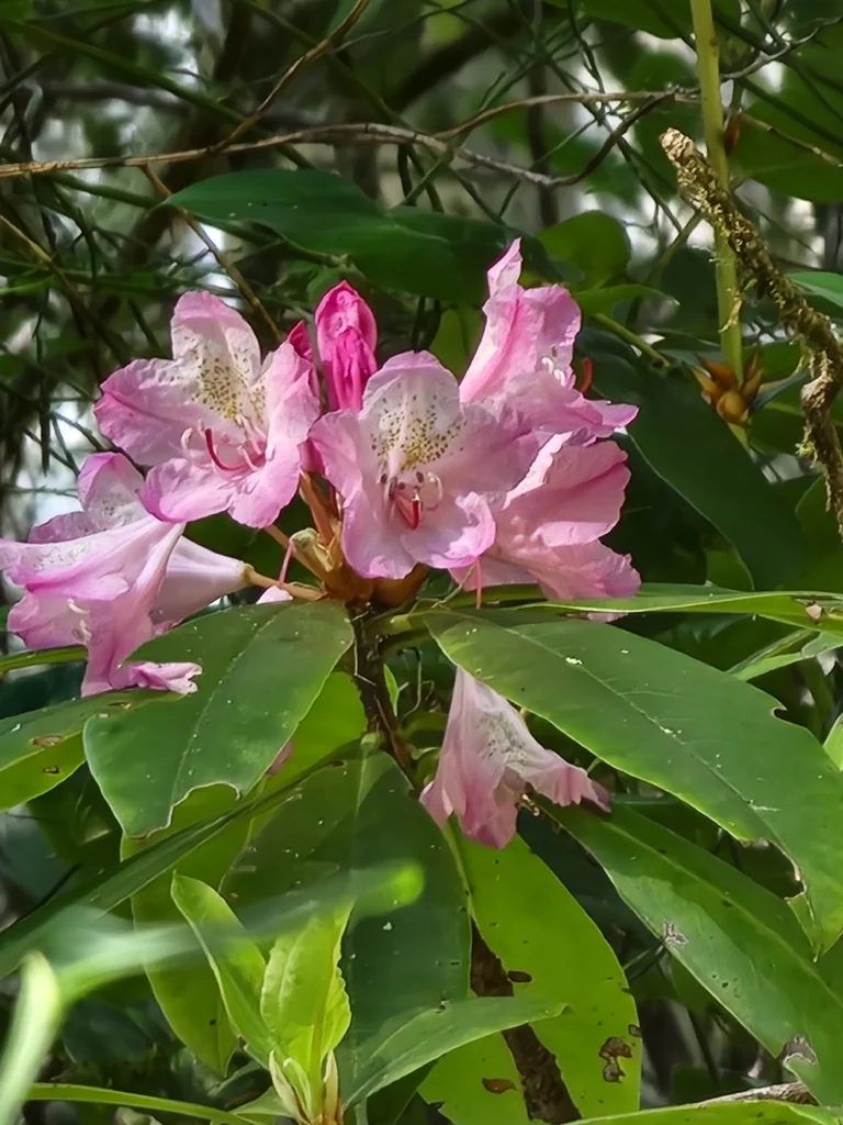 Rhododendron Macrophyllum