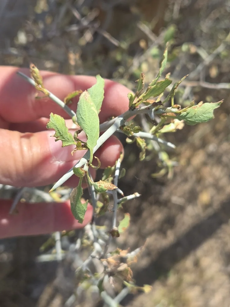 Ziziphus Obtusifolia