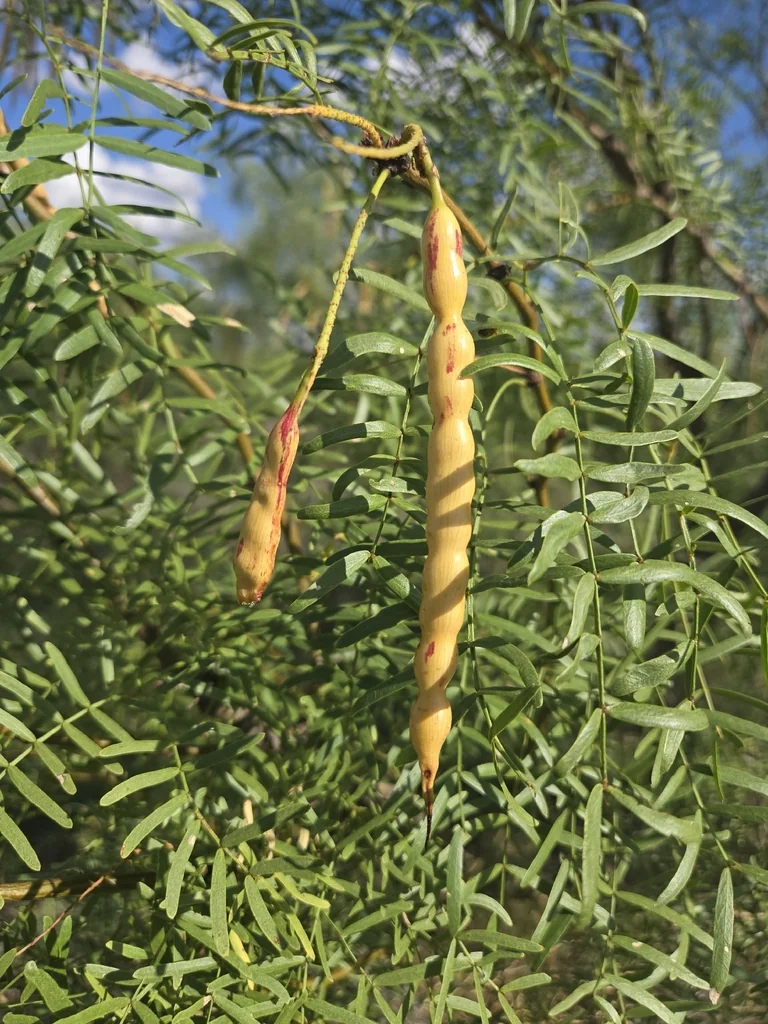 Prosopis Glandulosa
