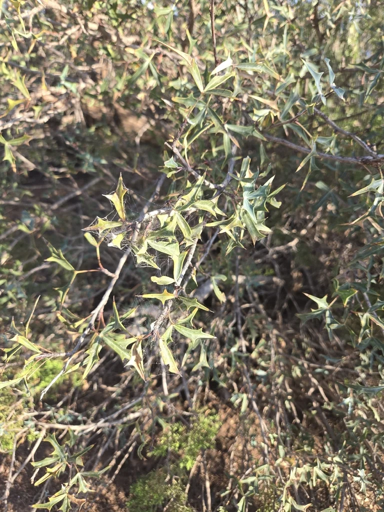 Berberis Trifoliolata