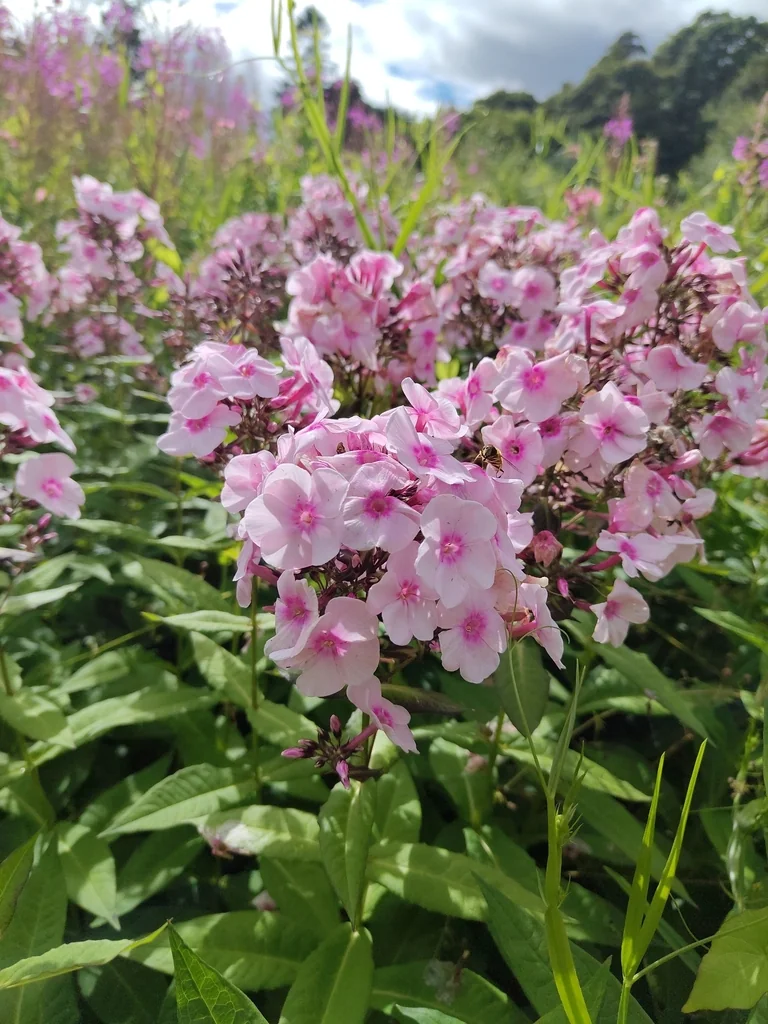 Phlox paniculata