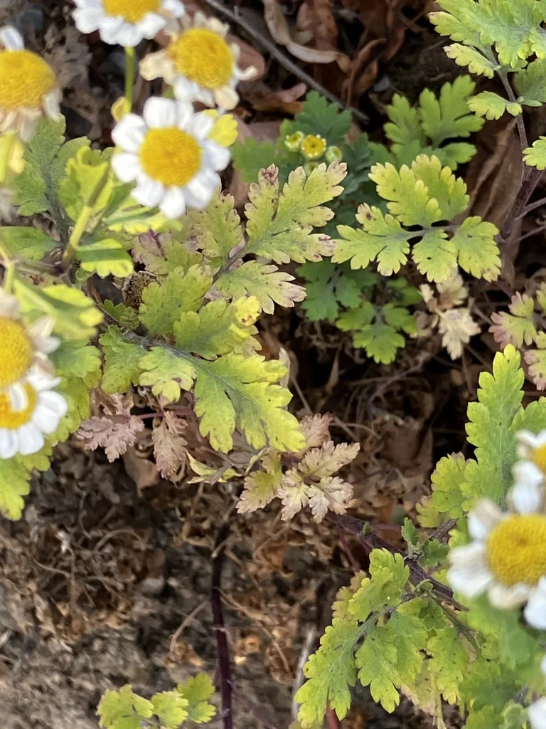 Tanacetum Parthenium