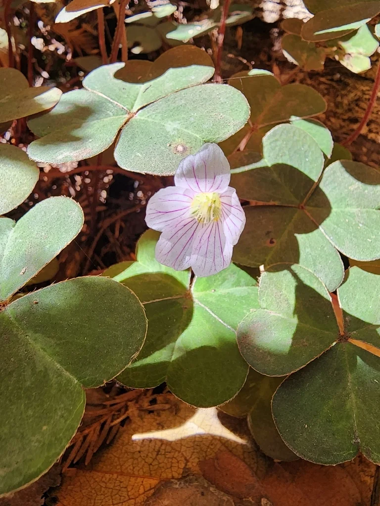 Oxalis Oregana