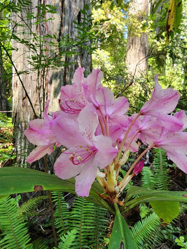 Rhododendron Macrophyllum