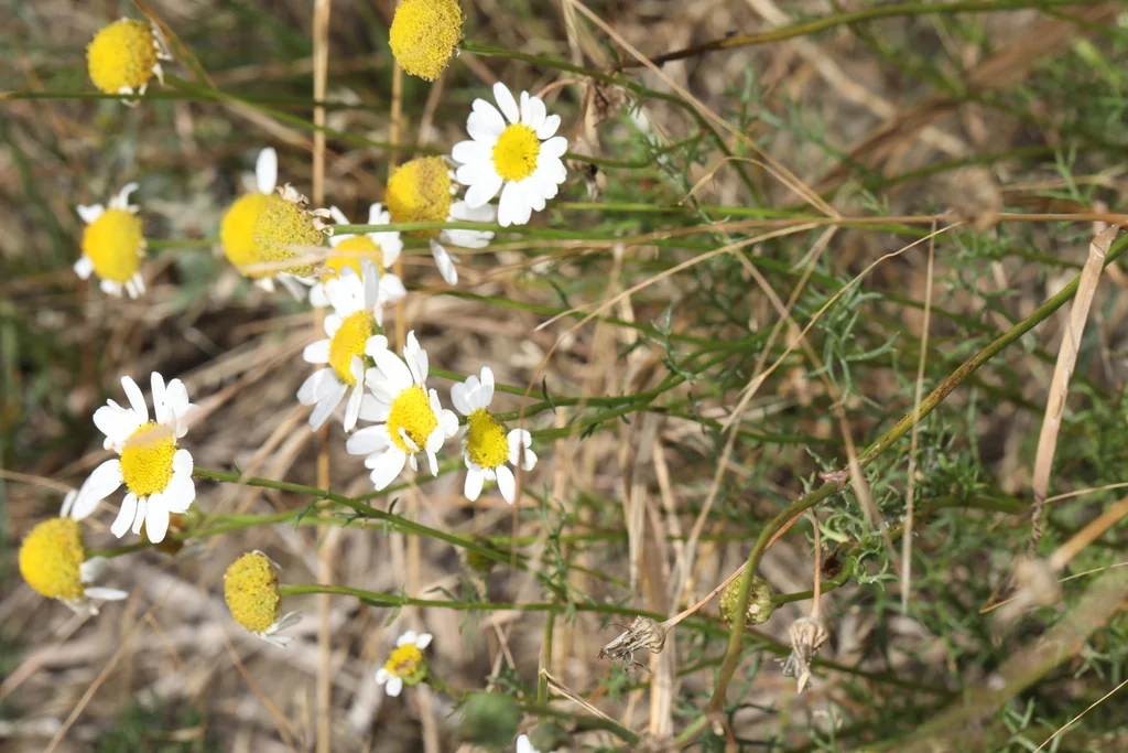 Matricaria Recutita