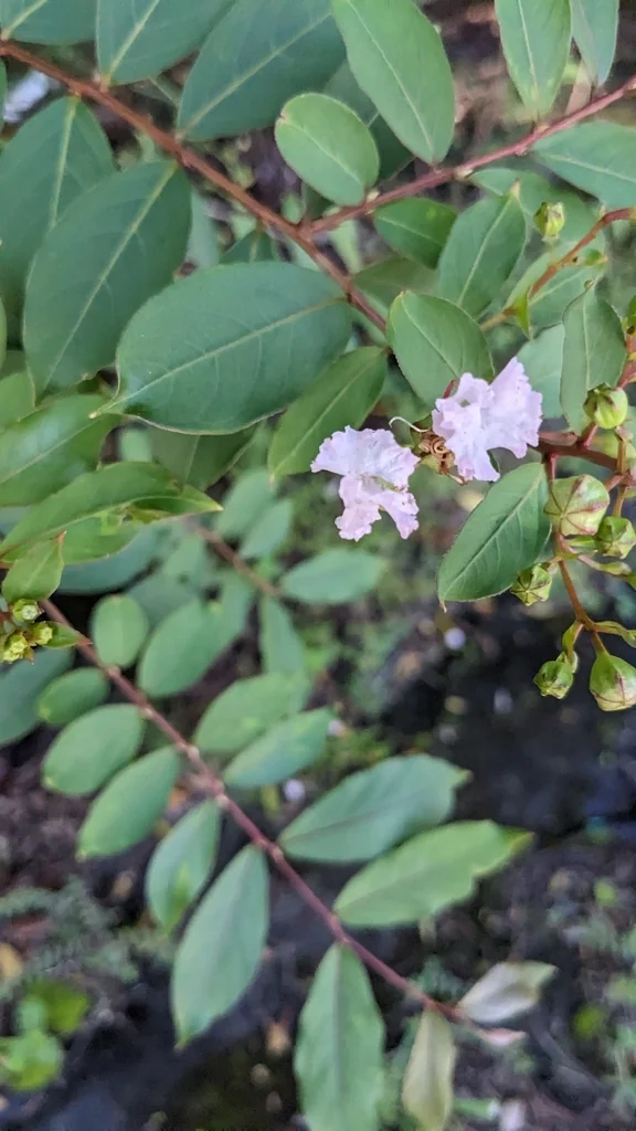 Lagerstroemia indica