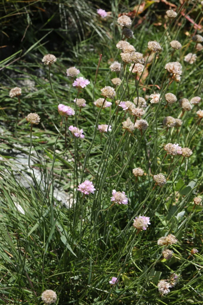 Armeria Maritima