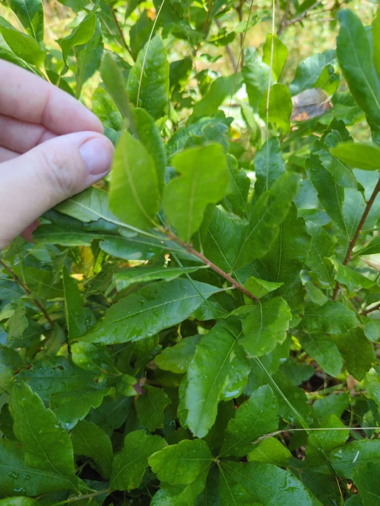 Myrica Pensylvanica