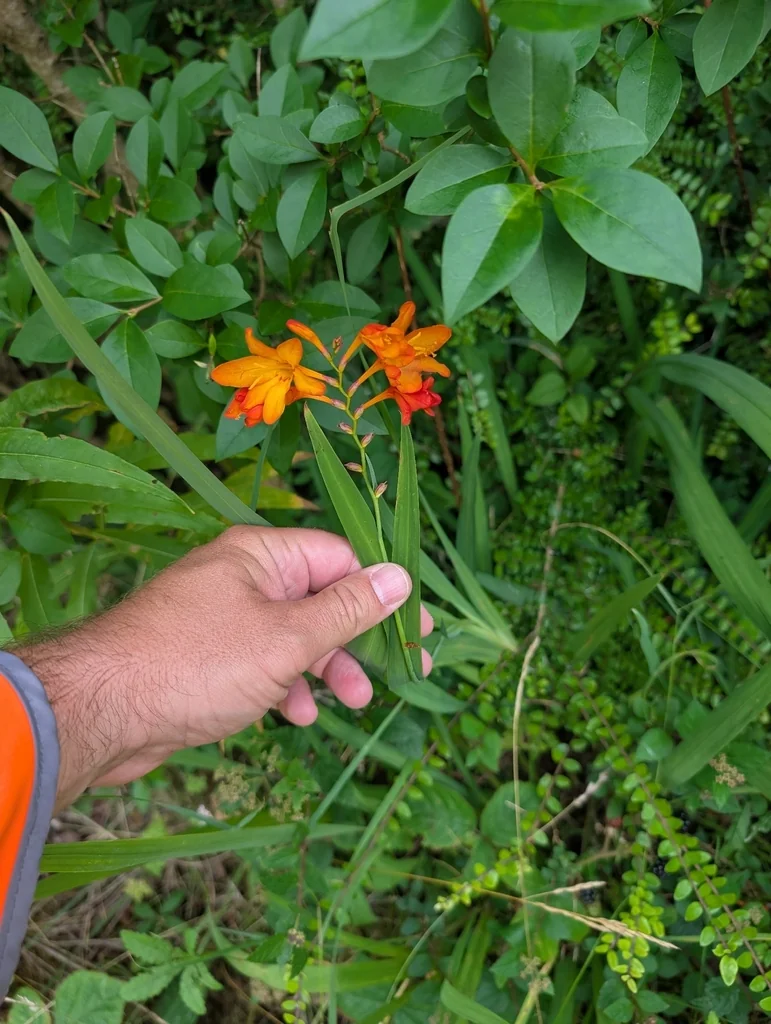 Crocosmia X Crocosmiiflora