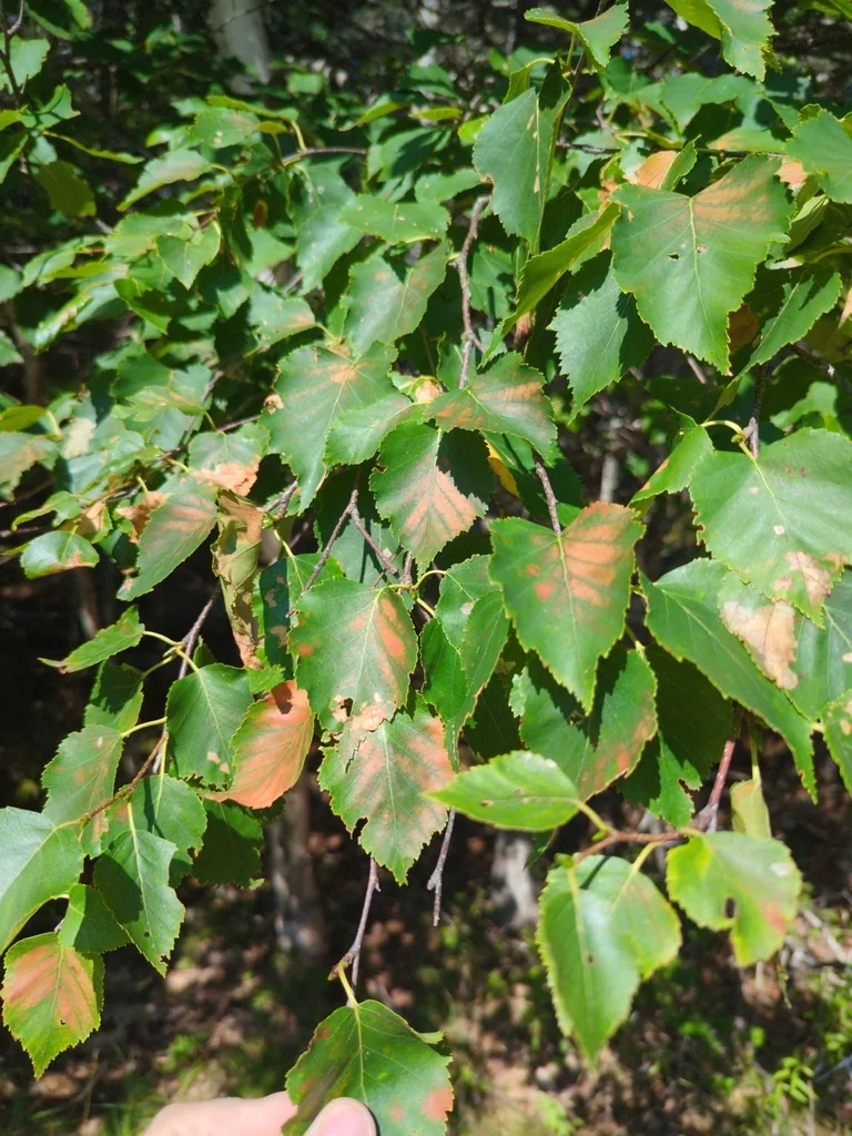 Betula Papyrifera