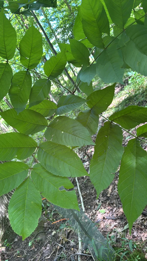 Fraxinus Nigra