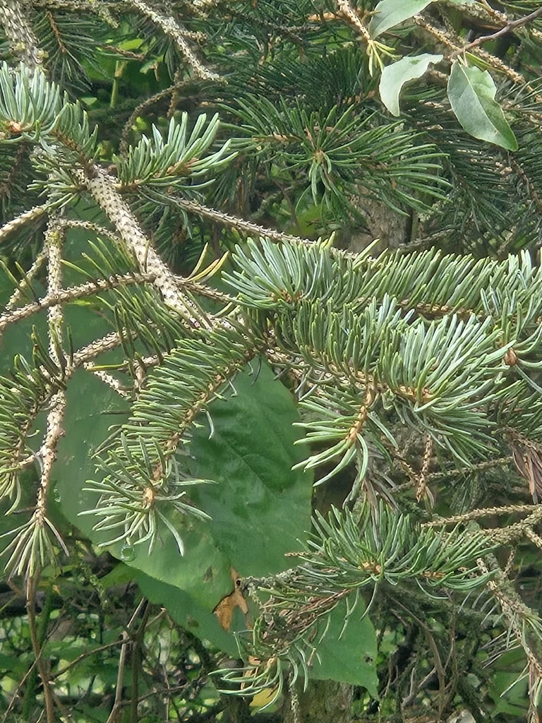 Picea Pungens