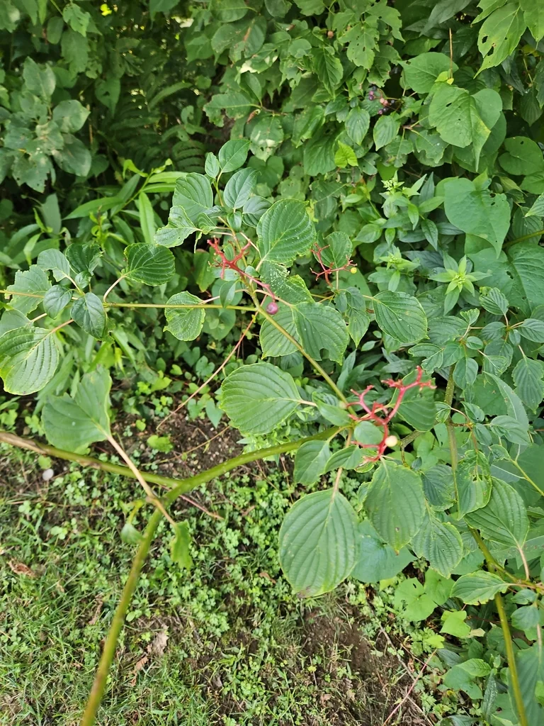 Cornus Alternifolia