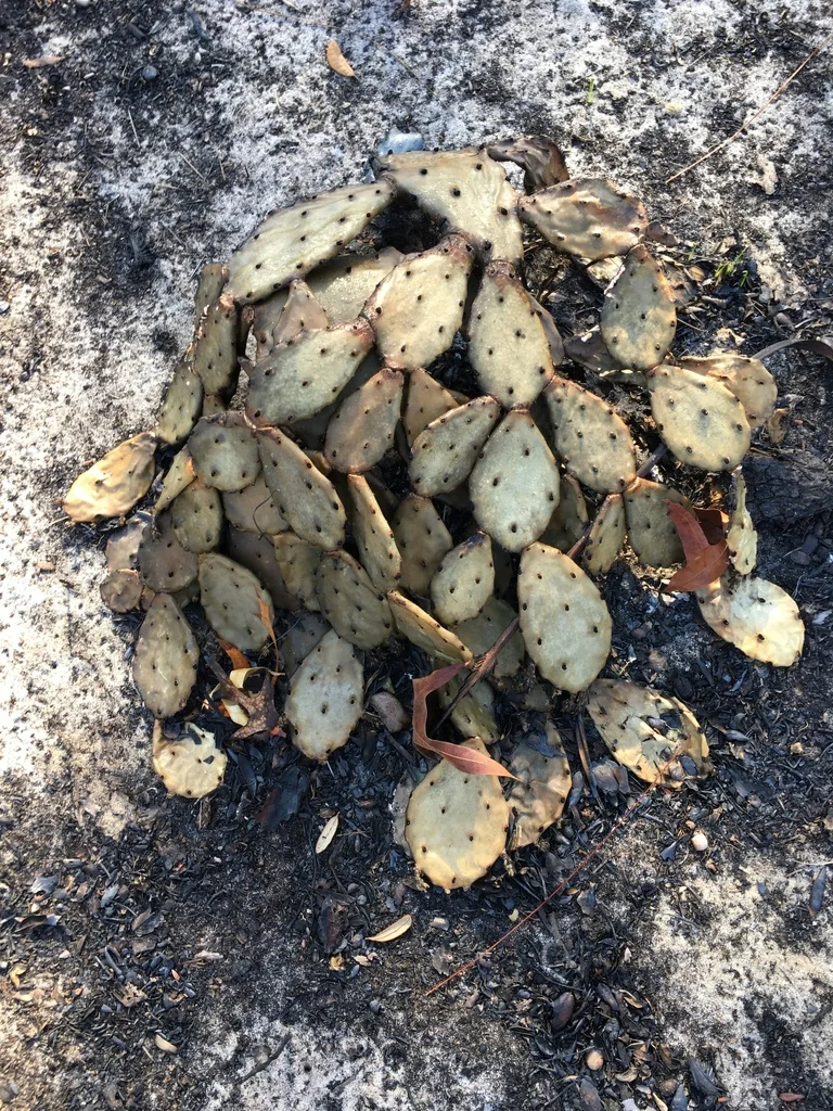 Opuntia Humifusa