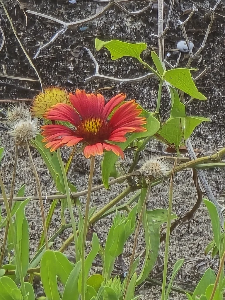 Gaillardia Pulchella