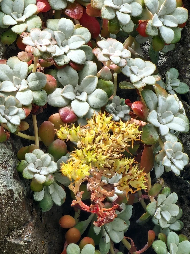 Sedum Spathulifolium