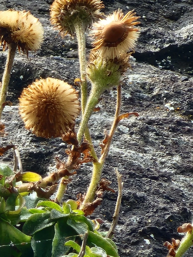 Erigeron Glaucus