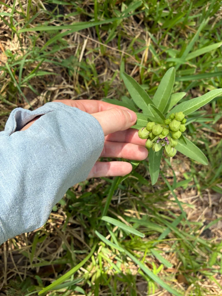 Asclepias Viridis