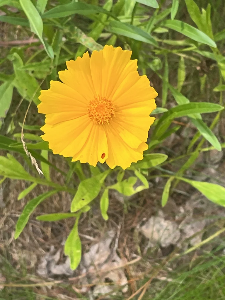 Coreopsis Lanceolata