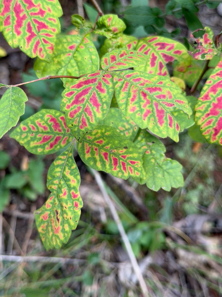 Rhus Aromatica