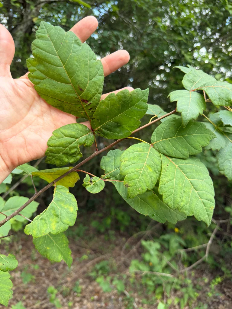 Rhus Aromatica