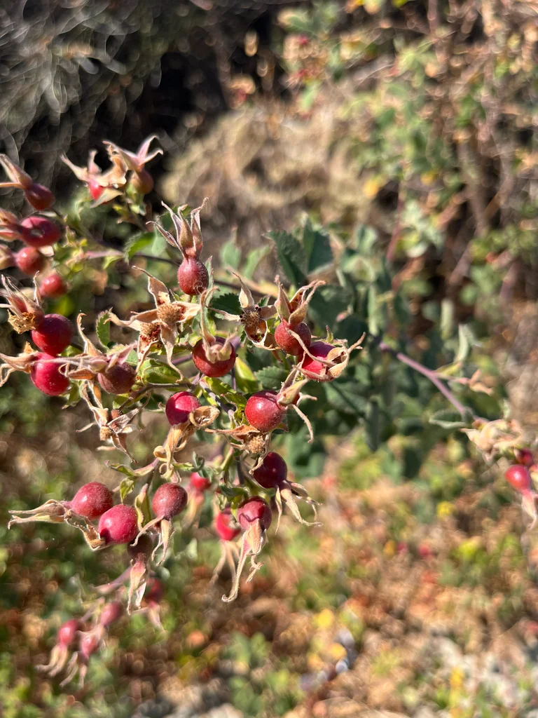 Rosa Californica