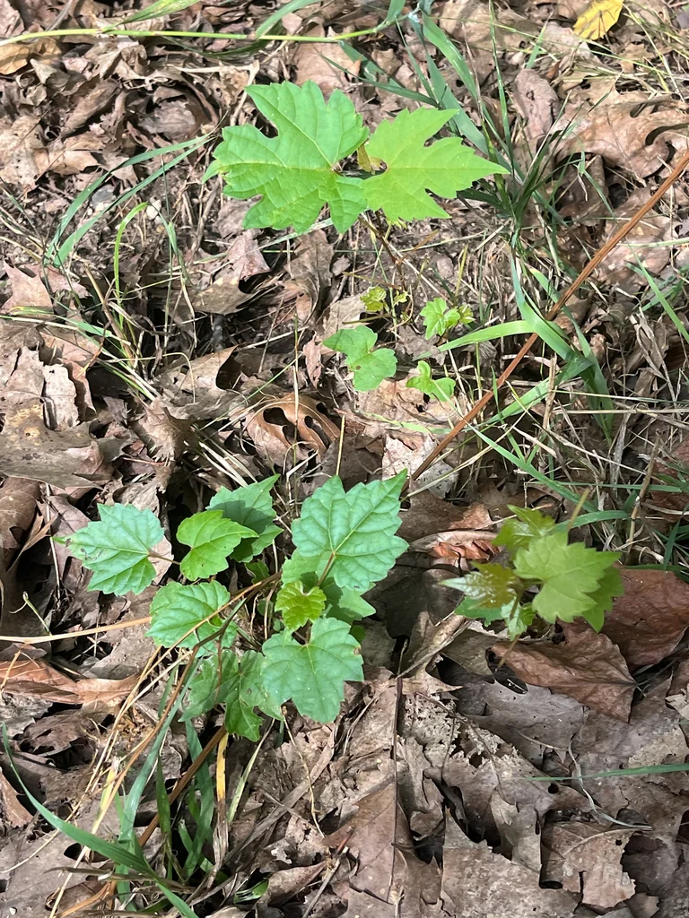 Vitis Riparia