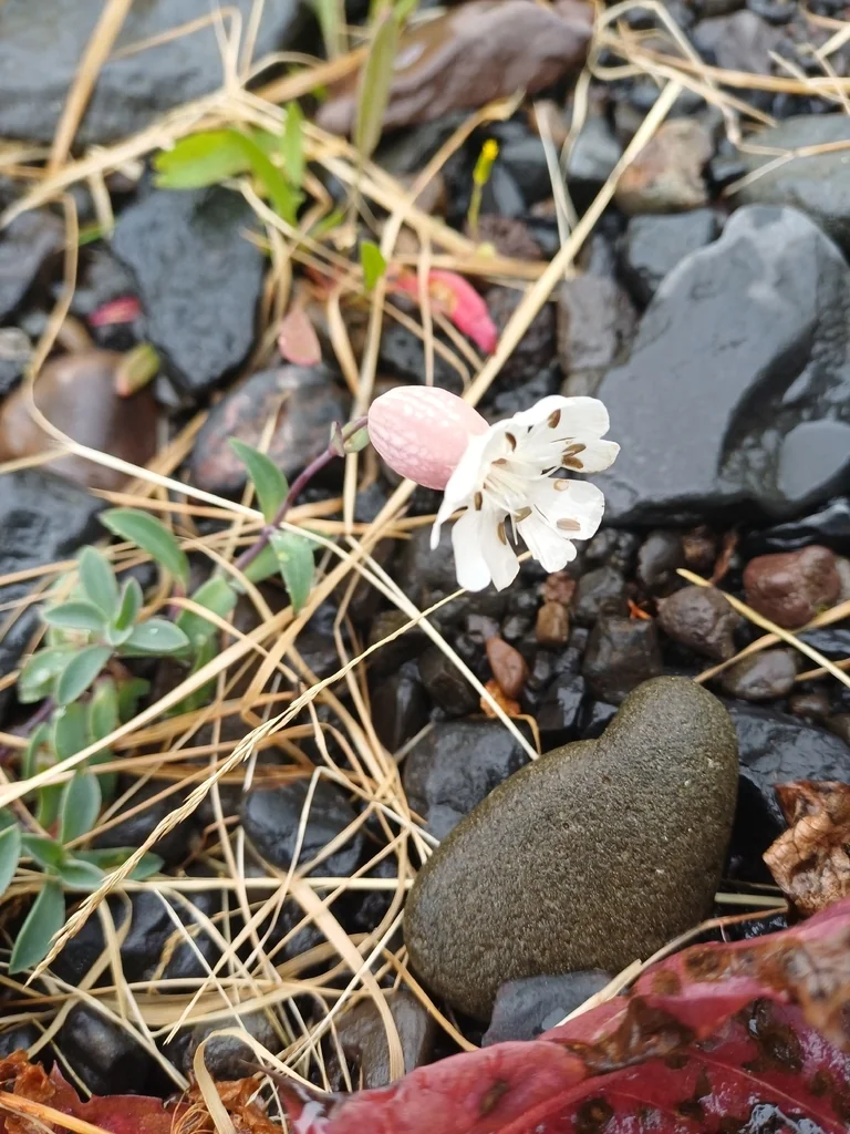 Silene Uniflora
