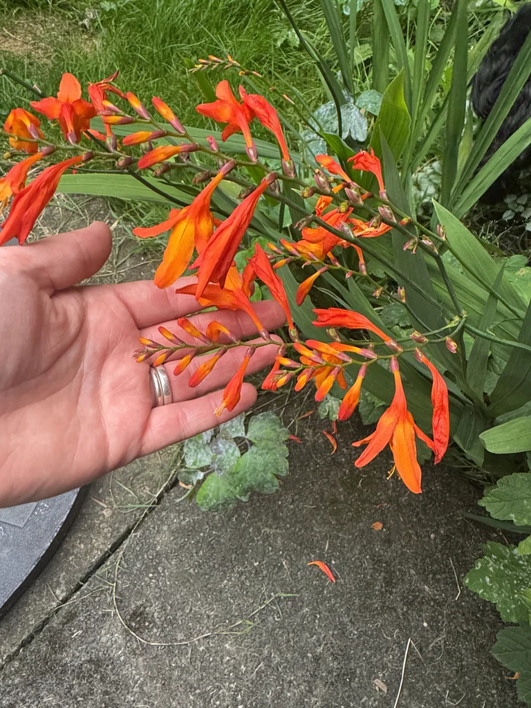 Crocosmia X Crocosmiiflora