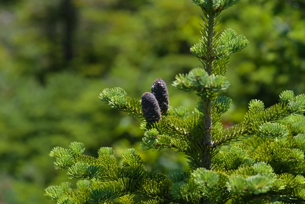 Abies Balsamea