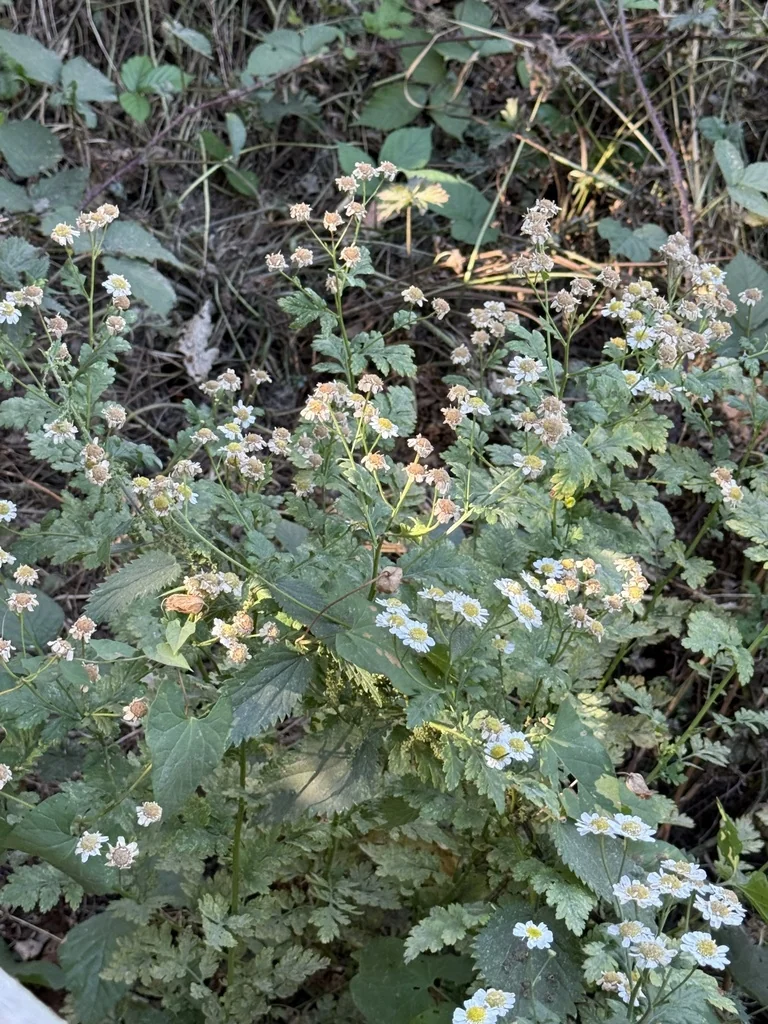 Tanacetum Parthenium