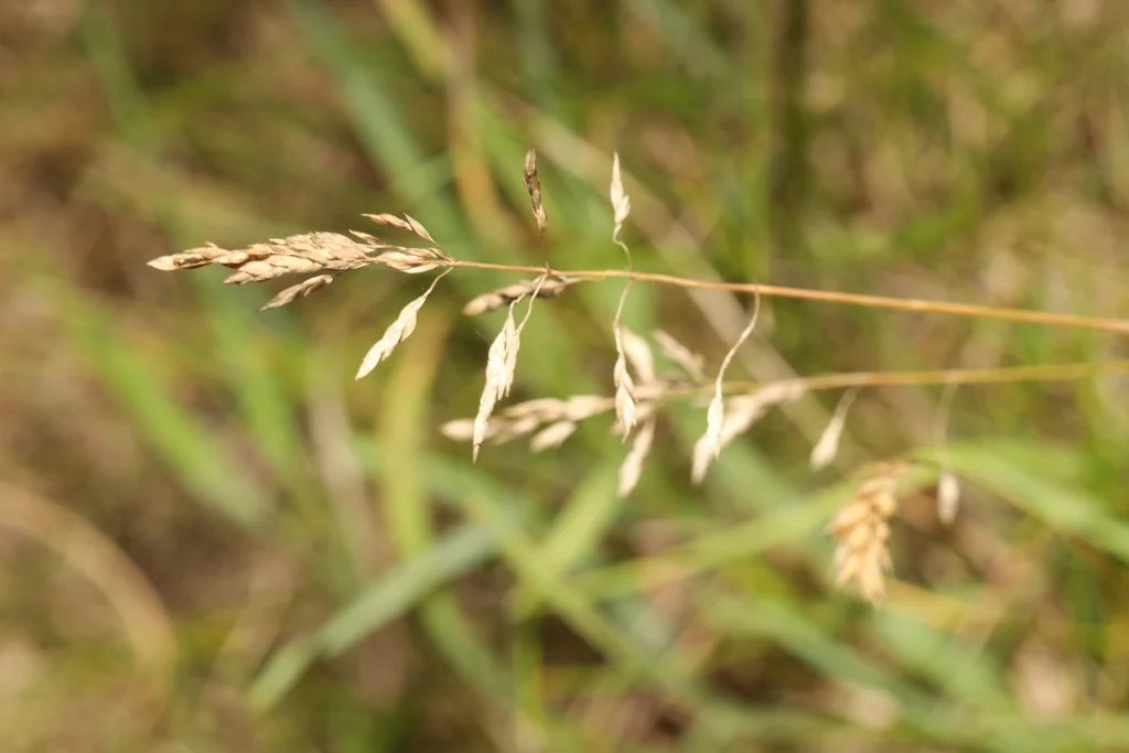 Poa Pratensis