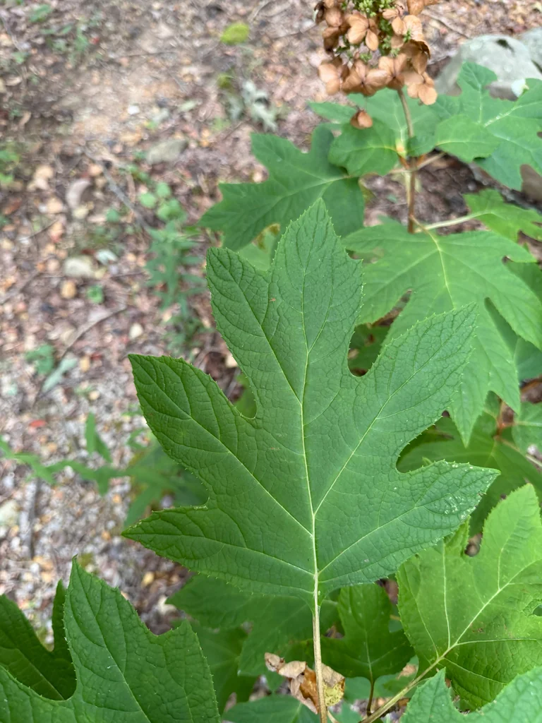 Hydrangea quercifolia